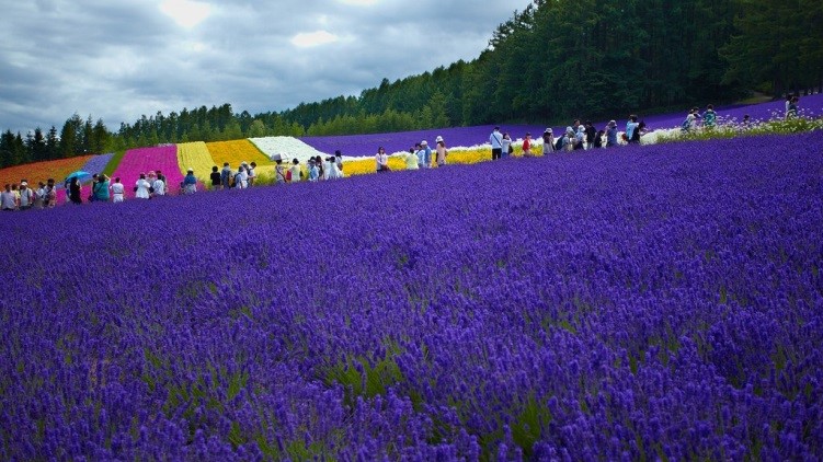 Trang trại oải hương( Hokkaido)
