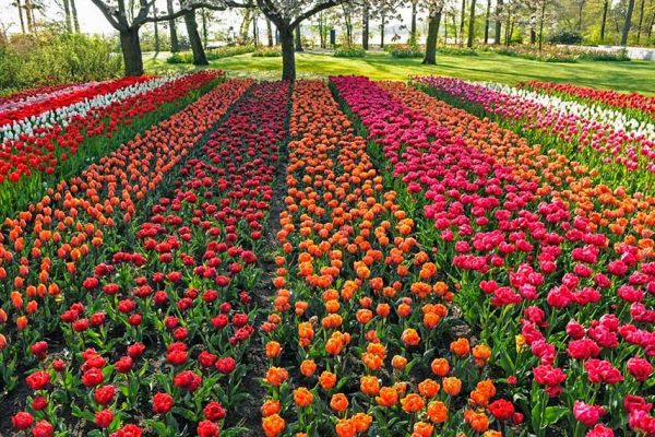 Keukenhof